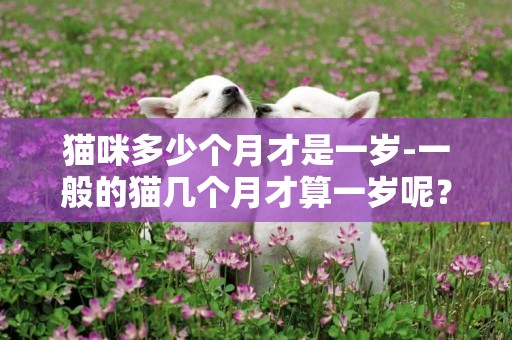 貓咪多少個月才是一歲-一般的貓幾個月才算一歲呢？