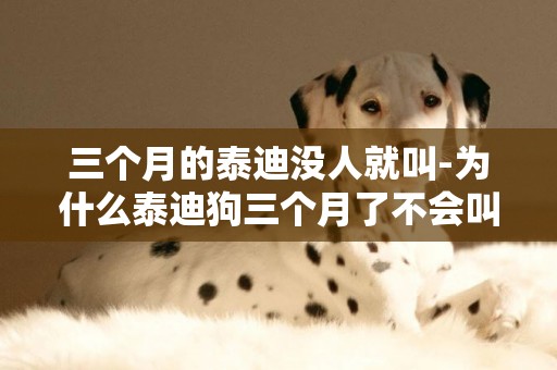 三個月的泰迪沒人就叫-為什么泰迪狗三個月了不會叫？