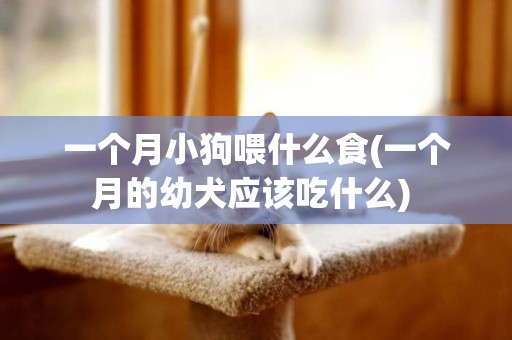 一個月小狗喂什么食(一個月的幼犬應該吃什么) 