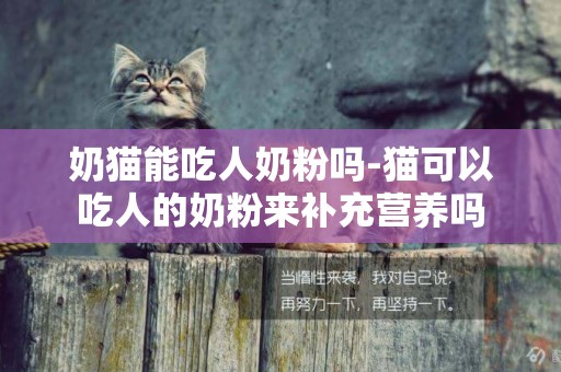 奶貓能吃人奶粉嗎-貓可以吃人的奶粉來補充營養嗎