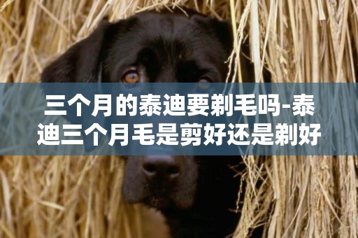 三個月的泰迪要剃毛嗎-泰迪三個月毛是剪好還是剃好