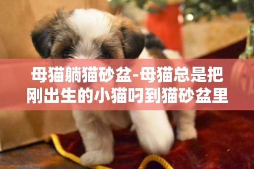 母貓躺貓砂盆-母貓總是把剛出生的小貓叼到貓砂盆里，怎么辦