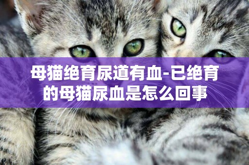 母貓絕育尿道有血-已絕育的母貓尿血是怎么回事