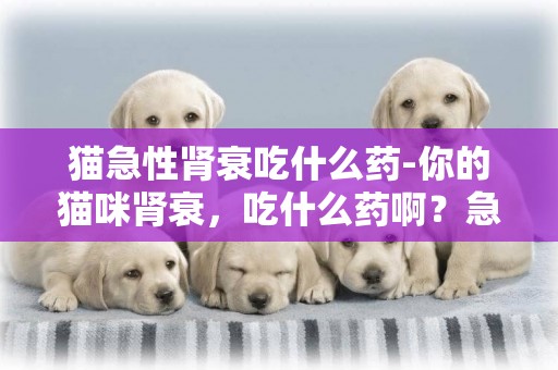 貓急性腎衰吃什么藥-你的貓咪腎衰，吃什么藥啊？急！謝謝啦