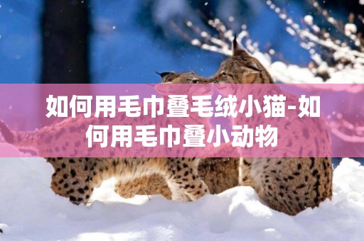 如何用毛巾疊毛絨小貓-如何用毛巾疊小動物