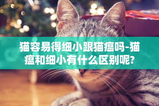 貓容易得細小跟貓瘟嗎-貓瘟和細小有什么區別呢?