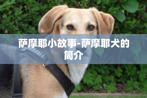 薩摩耶小故事-薩摩耶犬的簡介