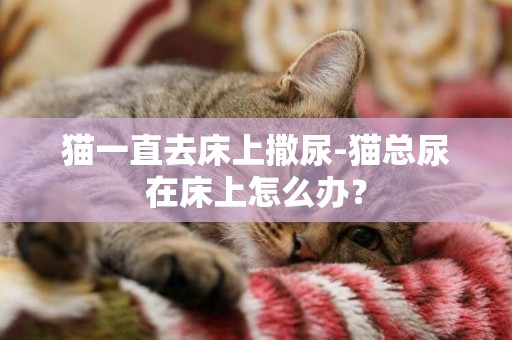 貓一直去床上撒尿-貓總尿在床上怎么辦？