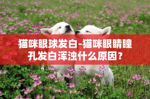 貓咪眼球發白-貓咪眼睛瞳孔發白渾濁什么原因？