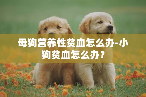 母狗營養性貧血怎么辦-小狗貧血怎么辦？