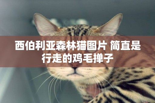 西伯利亞森林貓圖片 簡直是行走的雞毛撣子