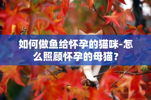 如何做魚給懷孕的貓咪-怎么照顧懷孕的母貓？