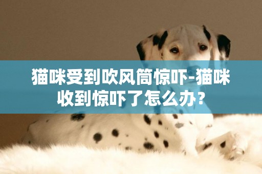 貓咪受到吹風筒驚嚇-貓咪收到驚嚇了怎么辦？