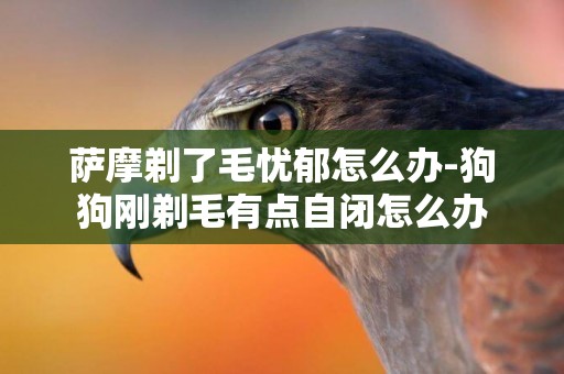 薩摩剃了毛憂郁怎么辦-狗狗剛剃毛有點自閉怎么辦