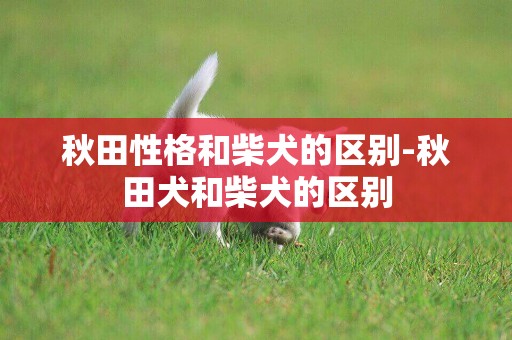 秋田性格和柴犬的區別-秋田犬和柴犬的區別