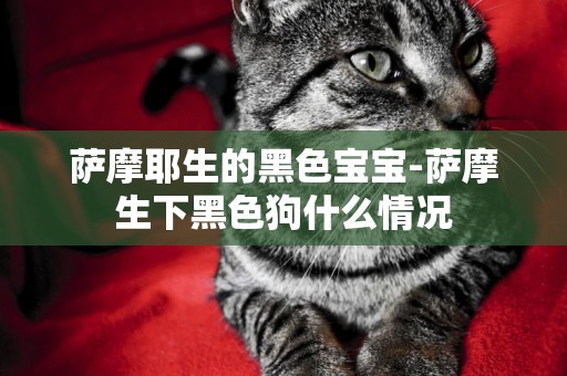 薩摩耶生的黑色寶寶-薩摩生下黑色狗什么情況