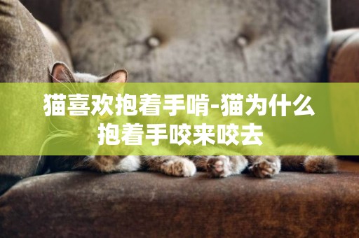 貓喜歡抱著手啃-貓為什么抱著手咬來咬去