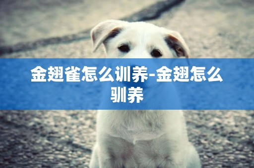 金翅雀怎么訓養-金翅怎么馴養