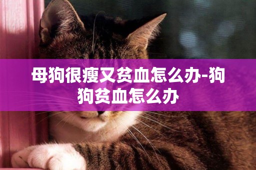 母狗很瘦又貧血怎么辦-狗狗貧血怎么辦