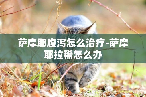 薩摩耶腹瀉怎么治療-薩摩耶拉稀怎么辦