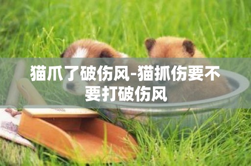 貓爪了破傷風-貓抓傷要不要打破傷風