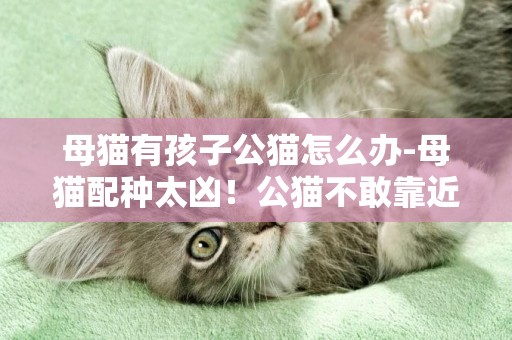 母貓有孩子公貓怎么辦-母貓配種太兇！公貓不敢靠近怎么辦！