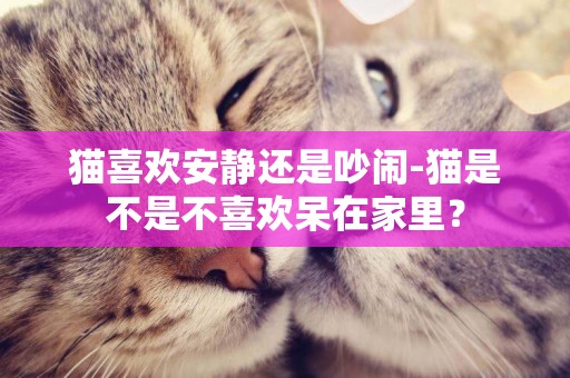 貓喜歡安靜還是吵鬧-貓是不是不喜歡呆在家里？