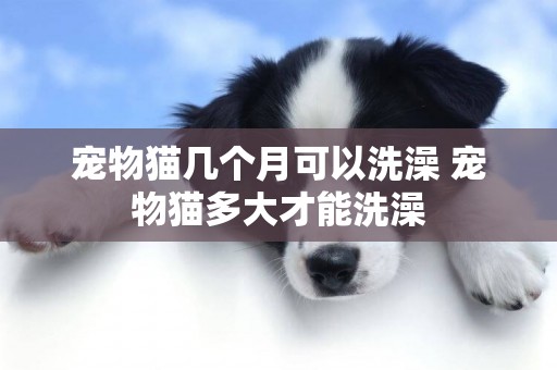 寵物貓幾個月可以洗澡 寵物貓多大才能洗澡