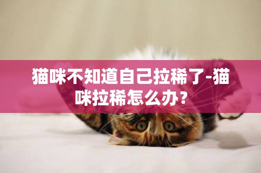 貓咪不知道自己拉稀了-貓咪拉稀怎么辦？