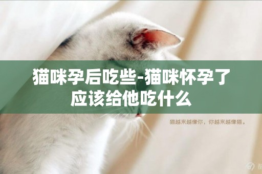 貓咪孕后吃些-貓咪懷孕了應該給他吃什么