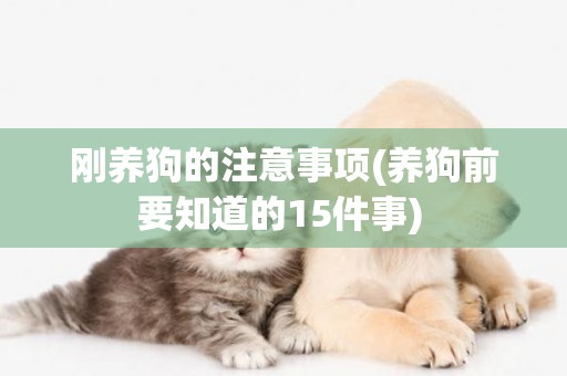剛養狗的注意事項(養狗前要知道的15件事) 