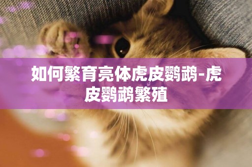 如何繁育亮體虎皮鸚鵡-虎皮鸚鵡繁殖