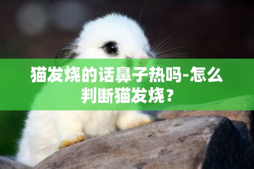 貓發燒的話鼻子熱嗎-怎么判斷貓發燒？