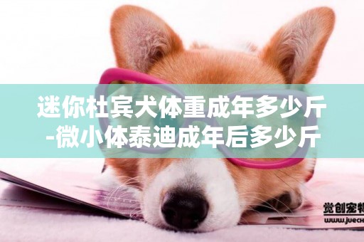迷你杜賓犬體重成年多少斤-微小體泰迪成年后多少斤