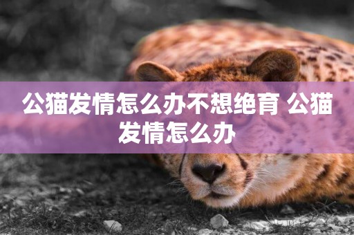公貓發情怎么辦不想絕育 公貓發情怎么辦