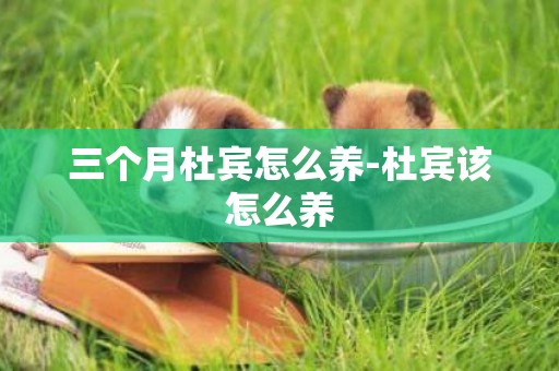 三個月杜賓怎么養-杜賓該怎么養