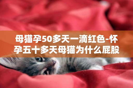 母貓孕50多天一滴紅色-懷孕五十多天母貓為什么屁股會流血，還不停的叫，要生了嗎