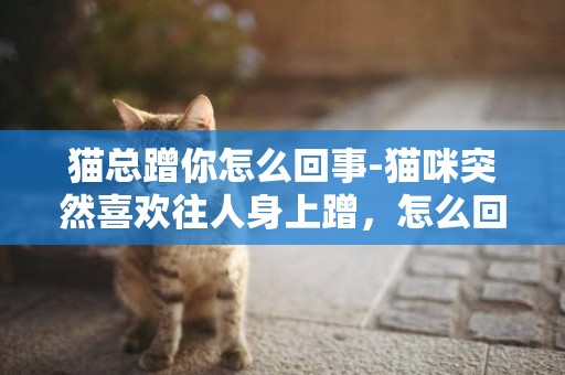 貓總蹭你怎么回事-貓咪突然喜歡往人身上蹭，怎么回事