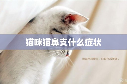 貓咪貓鼻支什么癥狀