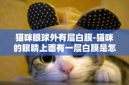 貓咪眼球外有層白膜-貓咪的眼睛上面有一層白膜是怎么回事
