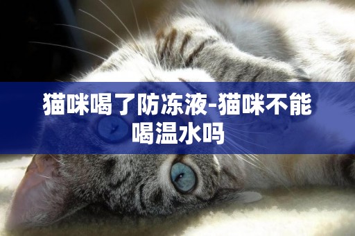 貓咪喝了防凍液-貓咪不能喝溫水嗎