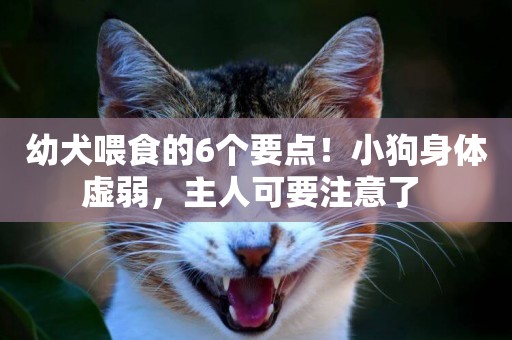 幼犬喂食的6個要點！小狗身體虛弱，主人可要注意了 