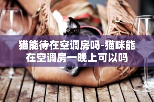 貓能待在空調房嗎-貓咪能在空調房一晚上可以嗎