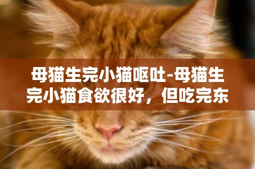 母貓生完小貓嘔吐-母貓生完小貓食欲很好，但吃完東西嘔吐，為什么？