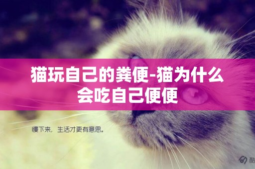 貓玩自己的糞便-貓為什么會吃自己便便