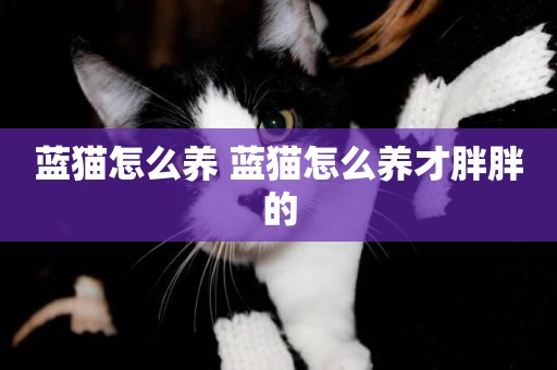 藍貓怎么養 藍貓怎么養才胖胖的