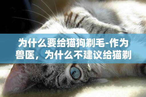 為什么要給貓狗剃毛-作為獸醫，為什么不建議給貓剃毛？