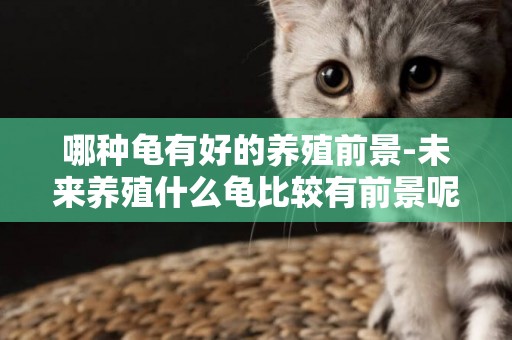 哪種龜有好的養殖前景-未來養殖什么龜比較有前景呢？