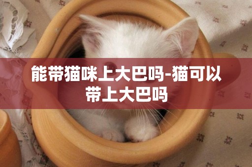 能帶貓咪上大巴嗎-貓可以帶上大巴嗎