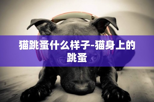 貓跳蚤什么樣子-貓身上的跳蚤